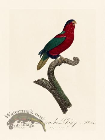 Barraband Parrot 064